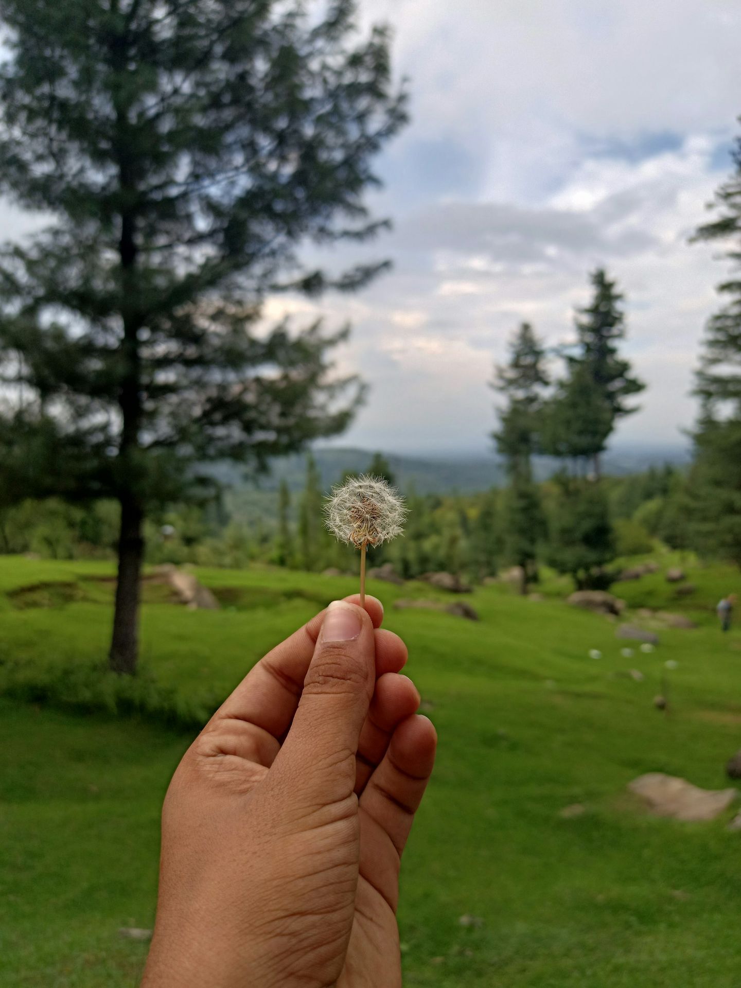 a hand holding a flower